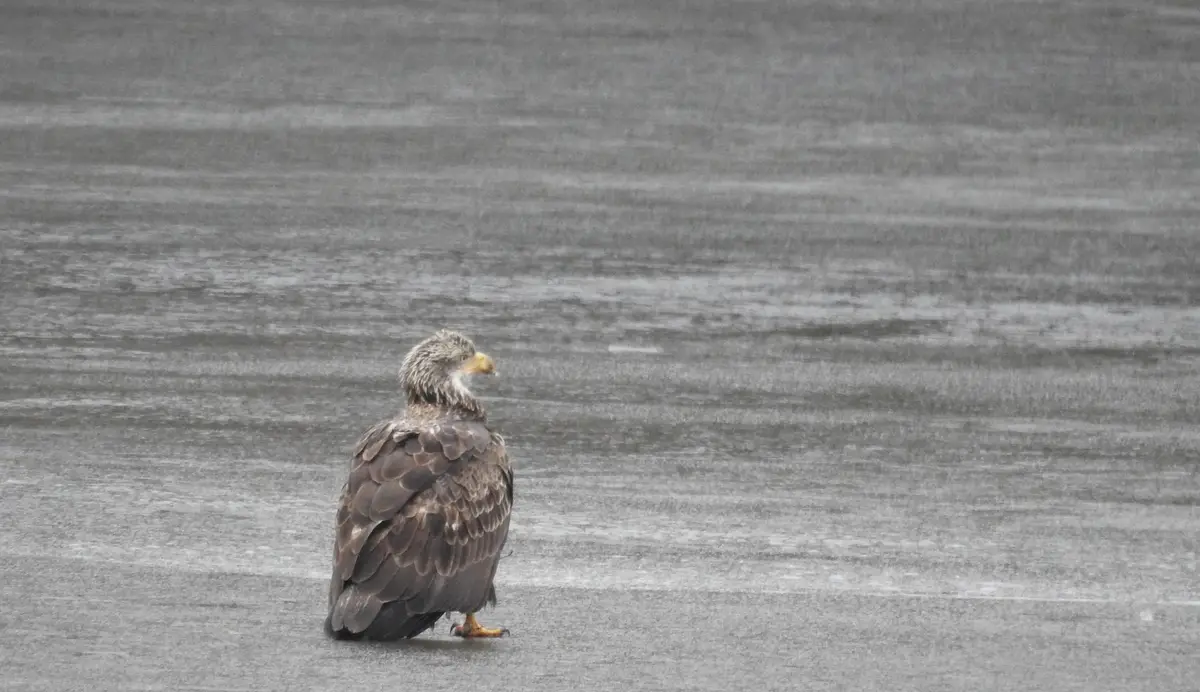 A young bald eagle stands alone on a vast, gray, icy surface, looking off to the side with a slightly dejected posture. The…