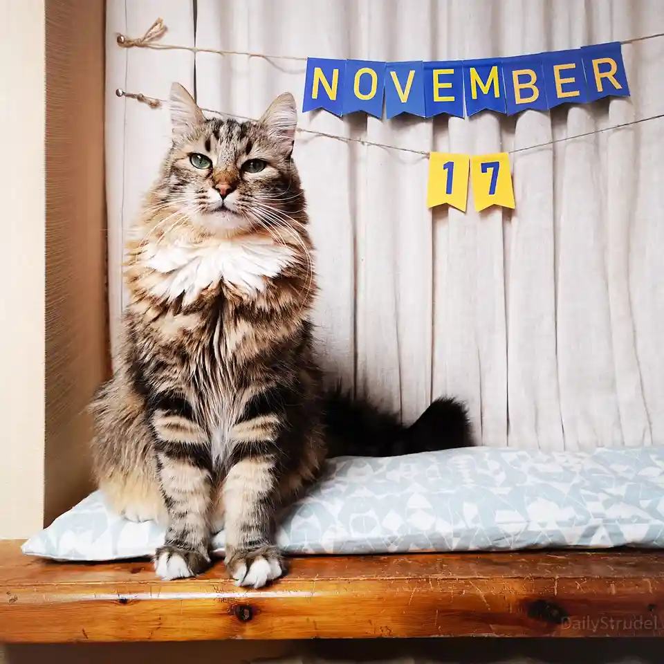 Mark Your Calendars: November 17th is Here!