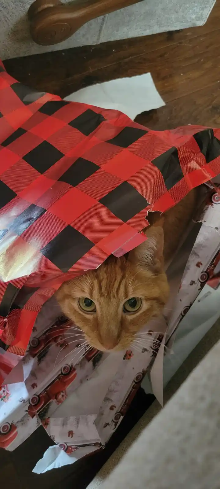 An orange tabby cat peeks out from inside a torn gift bag, its face visible through a hole in the wrapping paper. The bag…