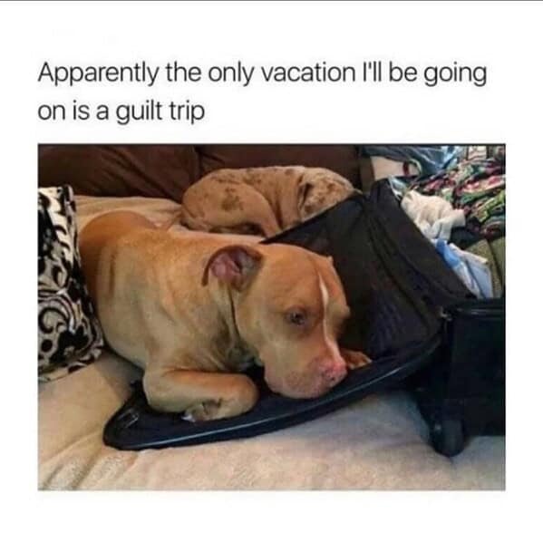 A light brown pit bull dog is lying down inside an open black suitcase on a bed, looking sad and guilty. Another dog is…