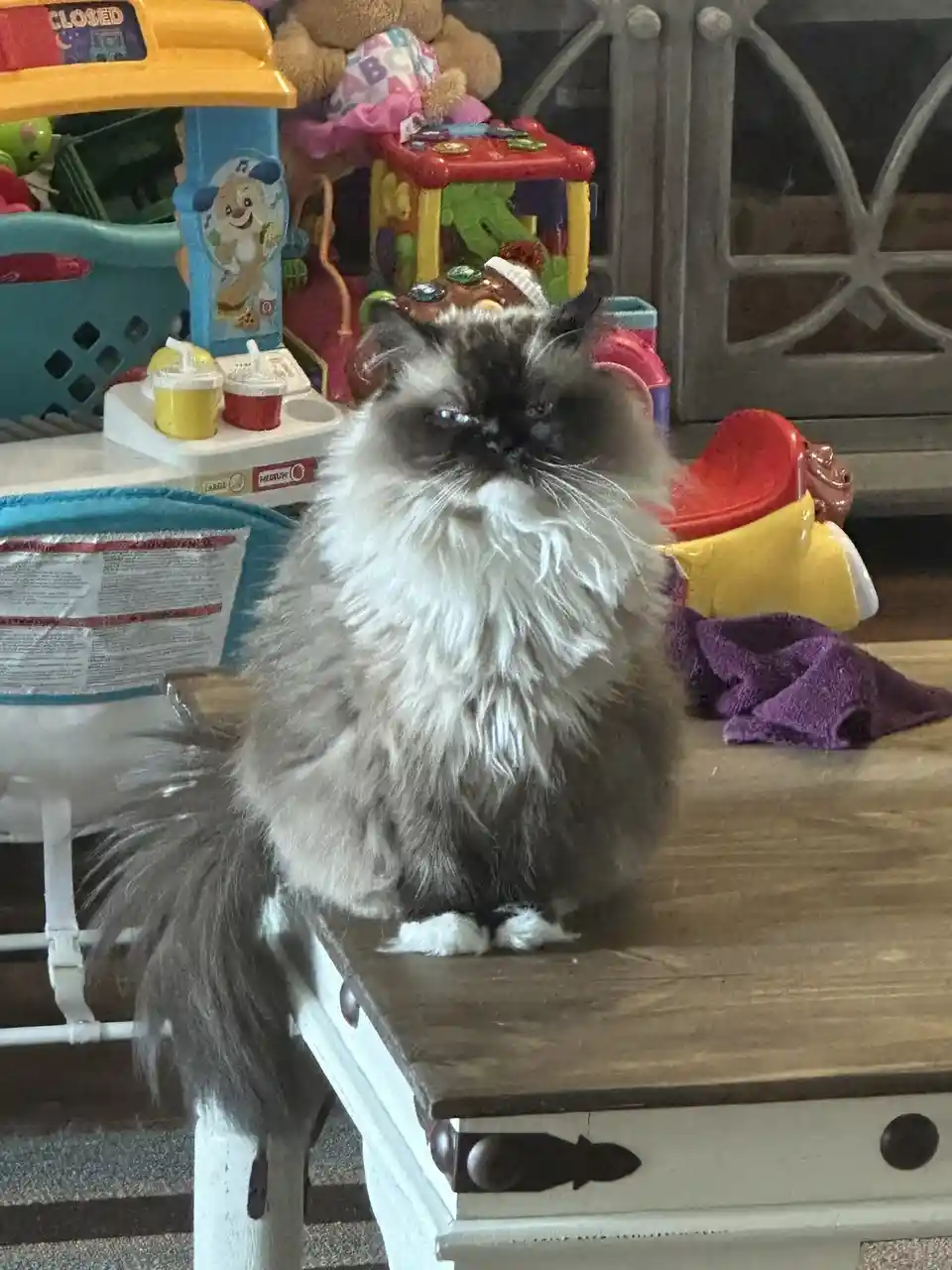 A fluffy, long-haired cat with dark facial markings and a grumpy expression sits atop a wooden table surrounded by colorful…