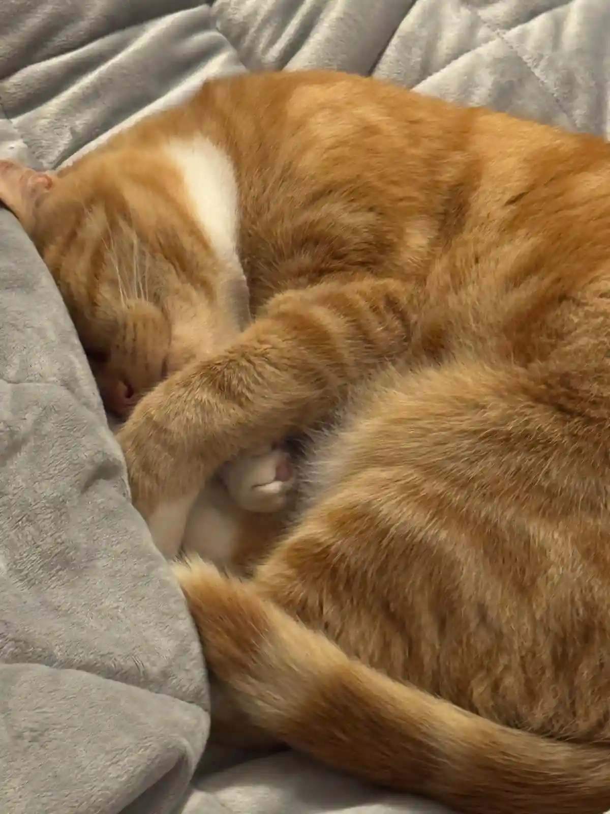An orange tabby cat is curled up asleep on a grey blanket, its front paw covering its face and one white paw visible. The…