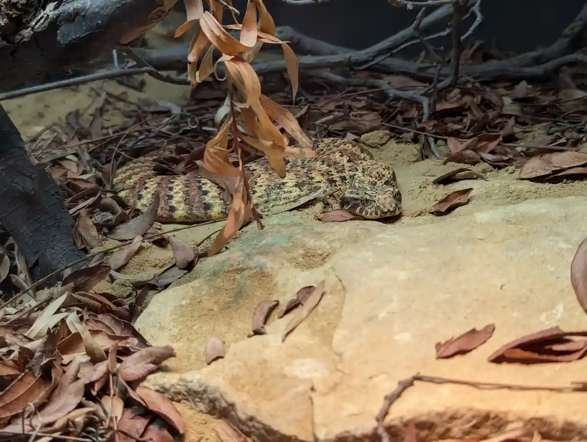 A camouflaged snake with a patterned yellow, brown, and black body rests on sandy ground among dry leaves and rocks, its…