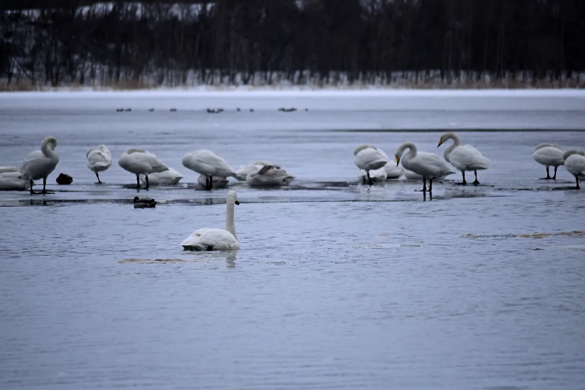 A lone white swan floats in open water on a frozen lake, surrounded by many other swans standing on the ice. Two small ducks…