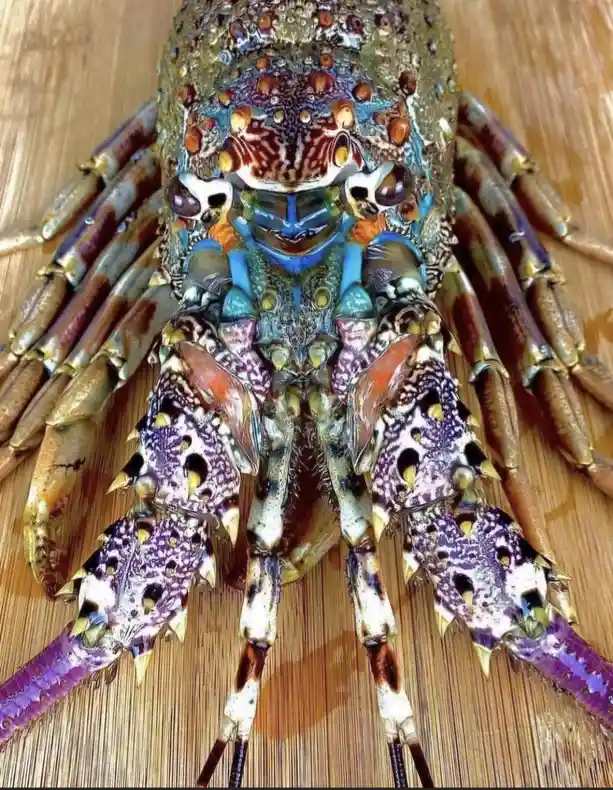 A close-up photo of a colorful, spiky lobster with vibrant blue, purple, and orange patterns lying on a wooden surface. The…