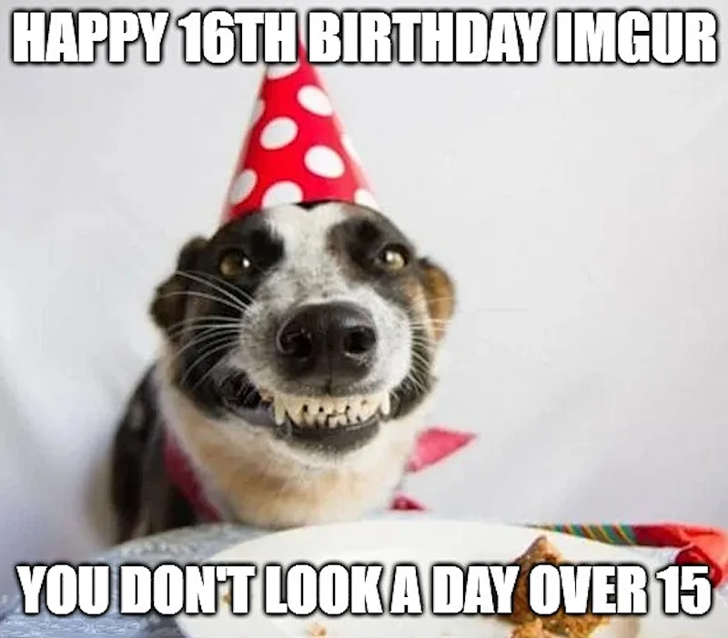 A close-up photo of a black and white dog wearing a red and white polka-dotted party hat, looking directly at the camera…