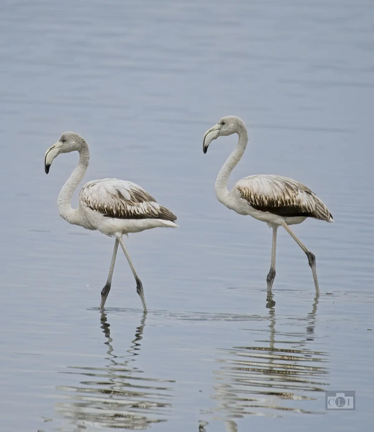 Two grey juvenile flamingos stand in shallow water, their long legs partially submerged and their reflections visible. The…