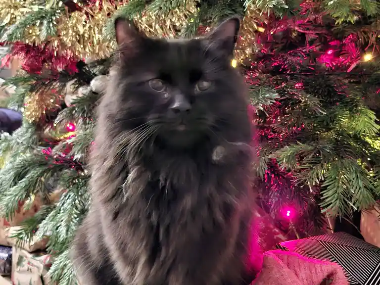 A long-haired black cat sits in front of a decorated Christmas tree with pink and gold lights, looking directly at the…