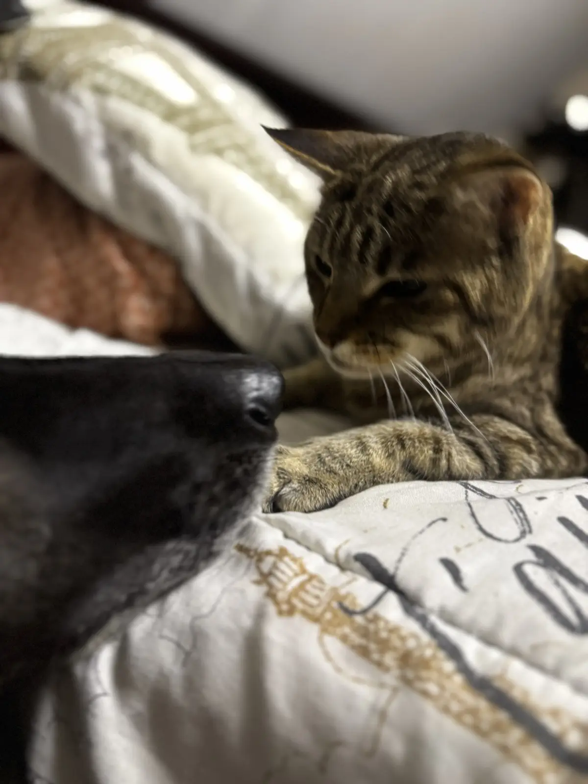 A close-up photo shows a brown tabby cat lying on a bed with a patterned white comforter, looking down with a displeased…