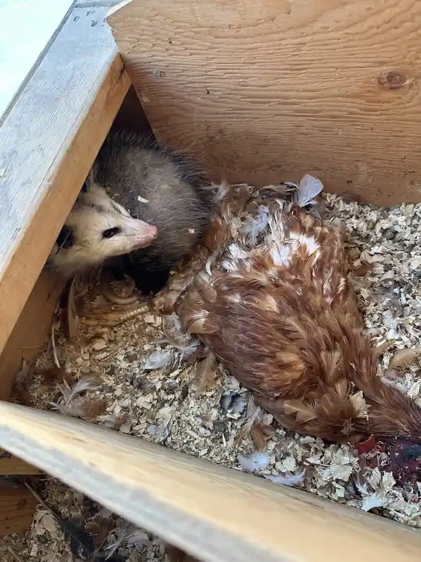 The Curious Case of the Opportunistic Omnivore