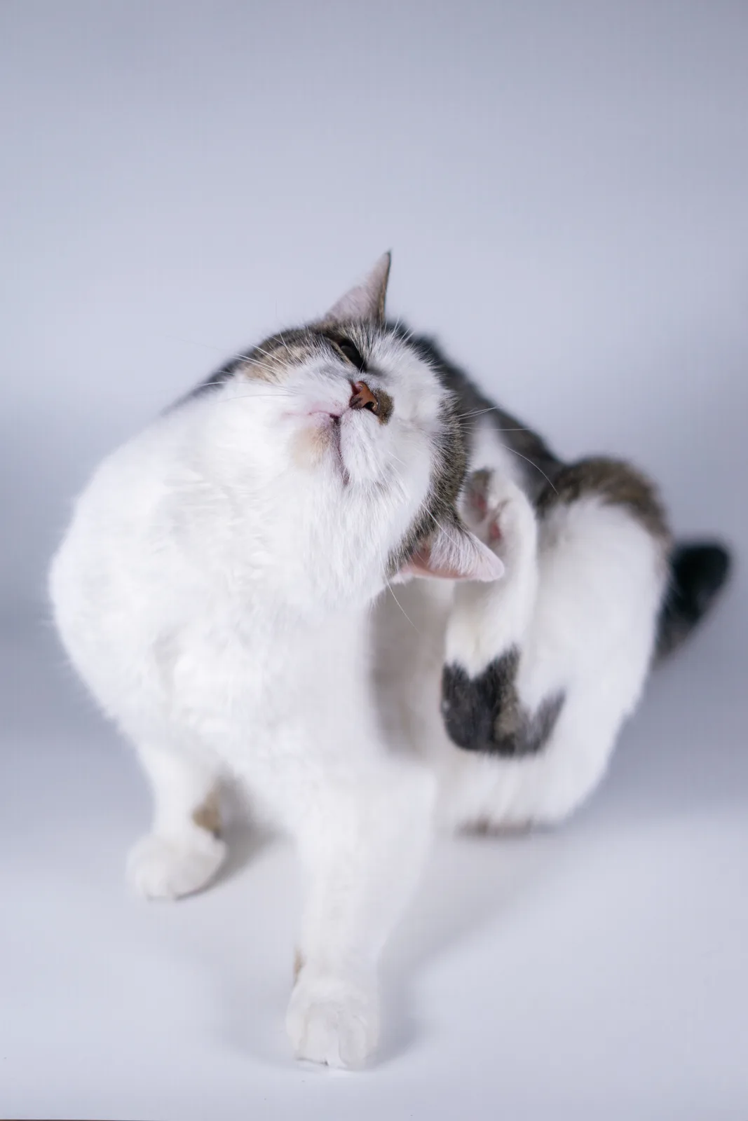 A fluffy white and gray cat is captured mid-groom, lifting its paw to scratch its neck while tilting its head back with eyes…