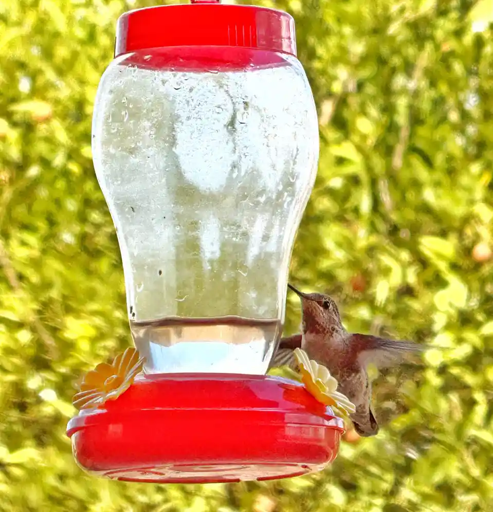 A small hummingbird is perched on a red and clear plastic hummingbird feeder, drinking nectar, with a blurred green foliage…