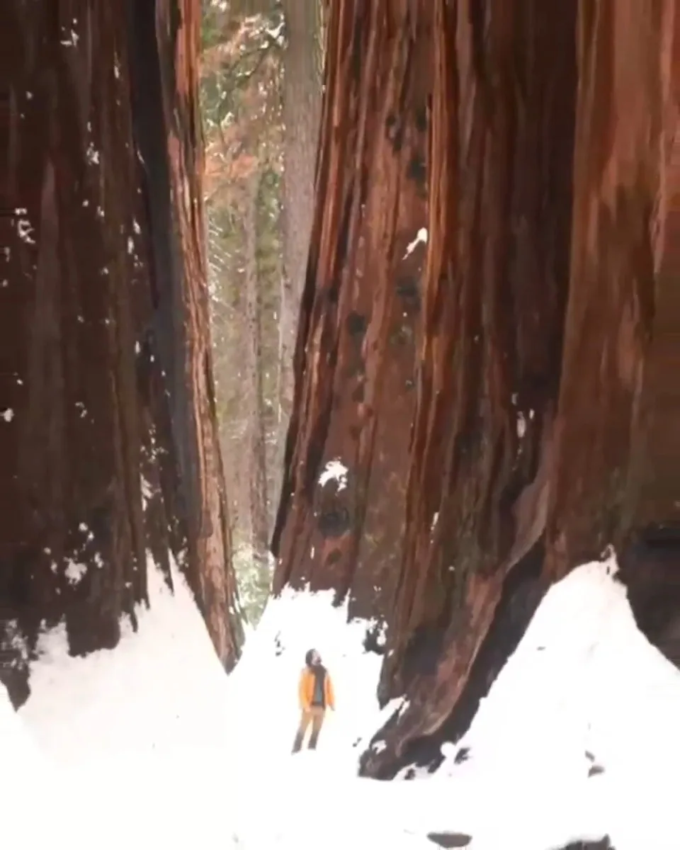 A person in an orange jacket stands in a snowy forest flanked by two enormous redwood trees, emphasizing their tiny size in…