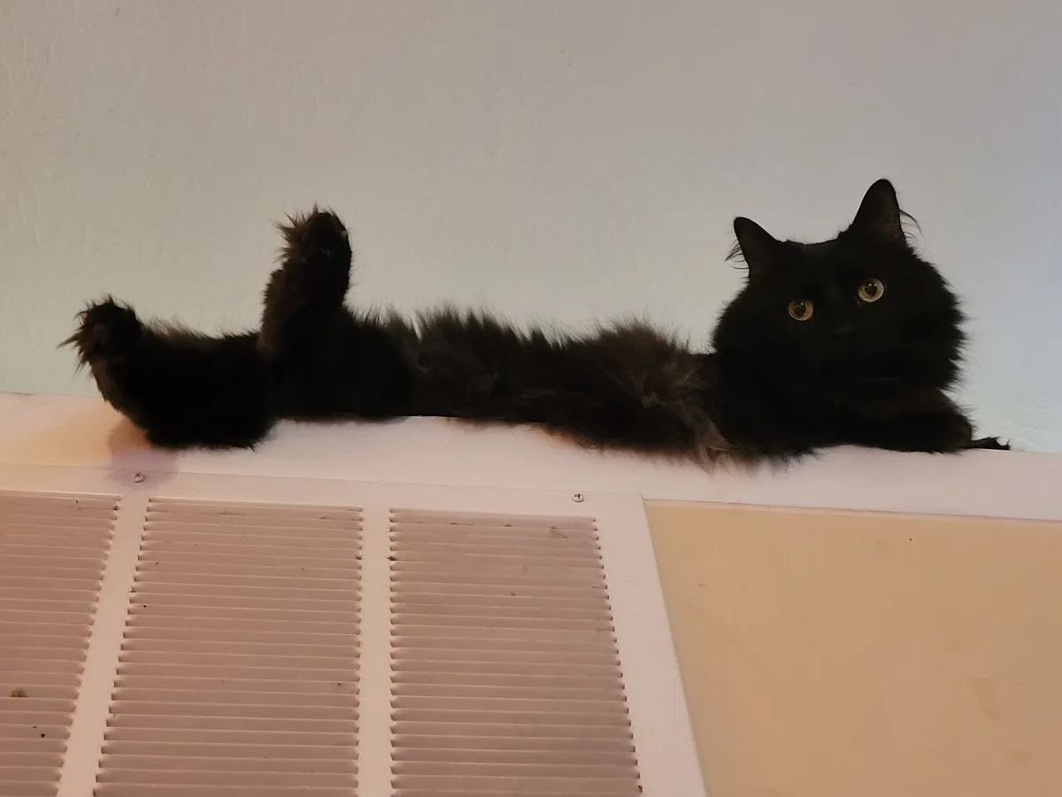 A fluffy black cat lies on its back atop a white vent, paws in the air, looking directly at the camera with wide, golden…