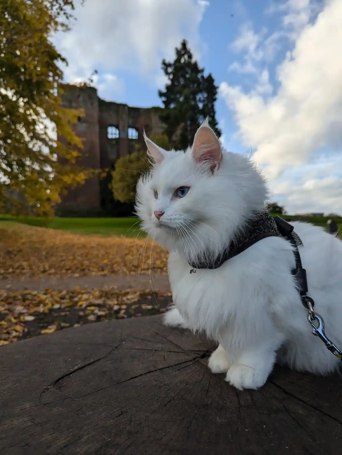 Exploring the Historic Wonders of Kenilworth Castle