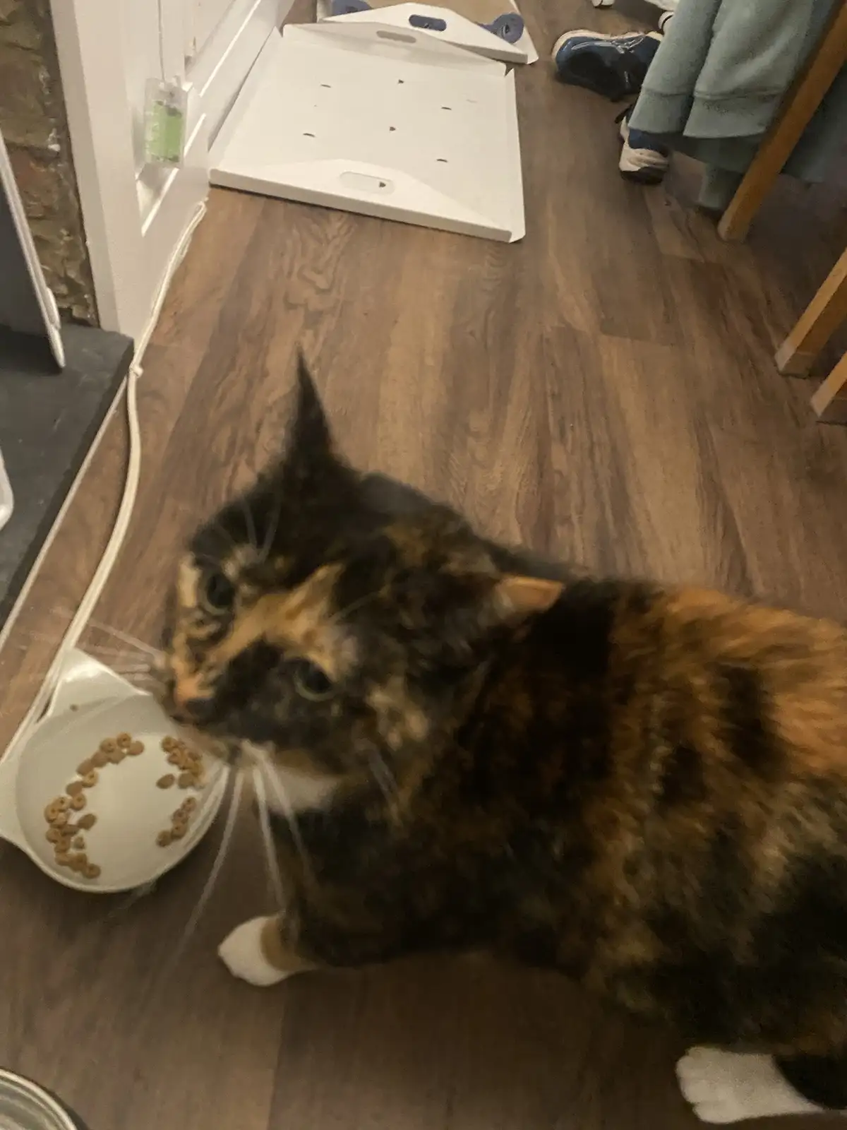 A calico cat with black, orange, and white fur sits on a wooden floor next to a white bowl of dry cat food. The cat is…