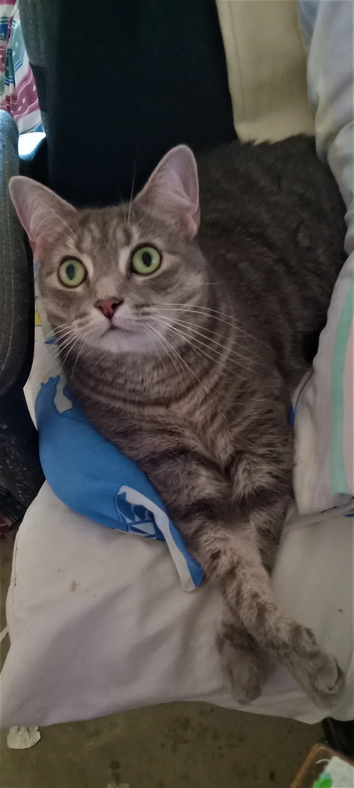 A gray tabby cat with wide, green eyes stares directly at the camera while lounging on a white cushioned surface, surrounded…