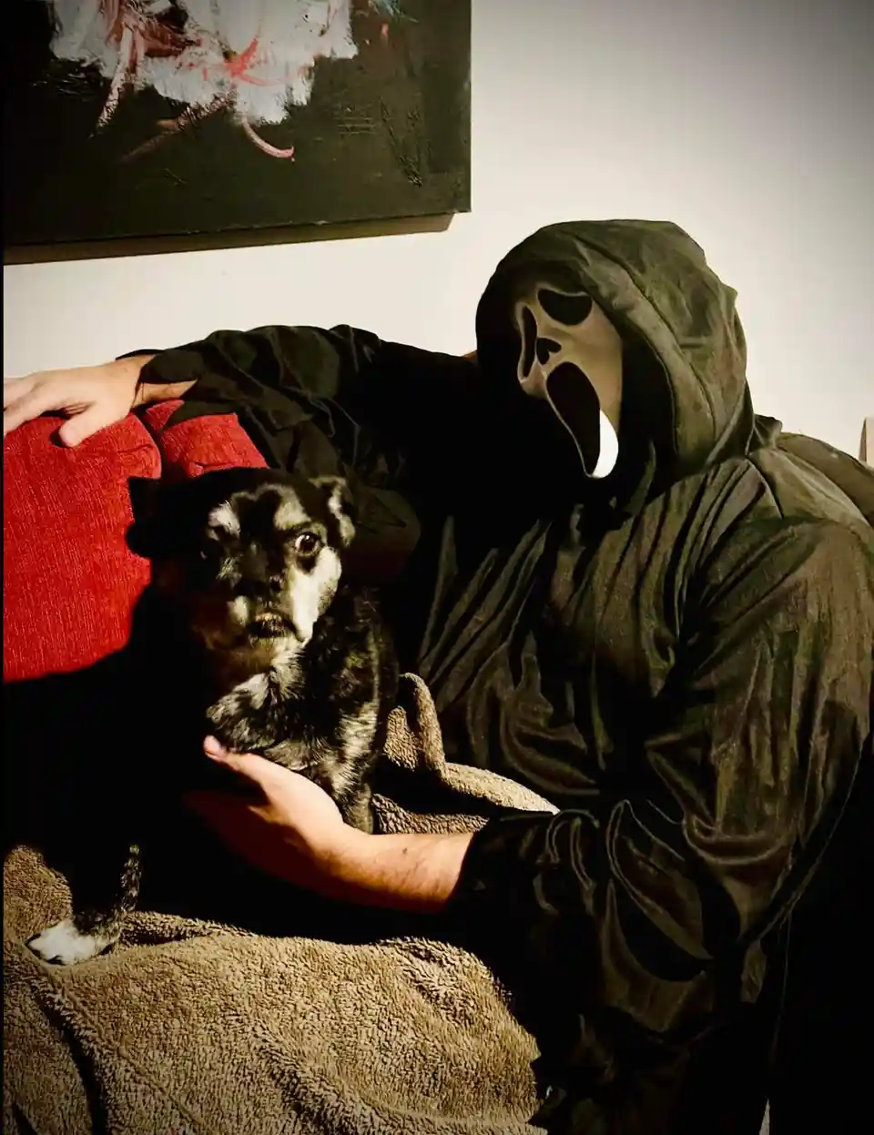 A person wearing a Ghostface mask from the 'Scream' movie franchise sits on a couch holding a small black and white dog. The…