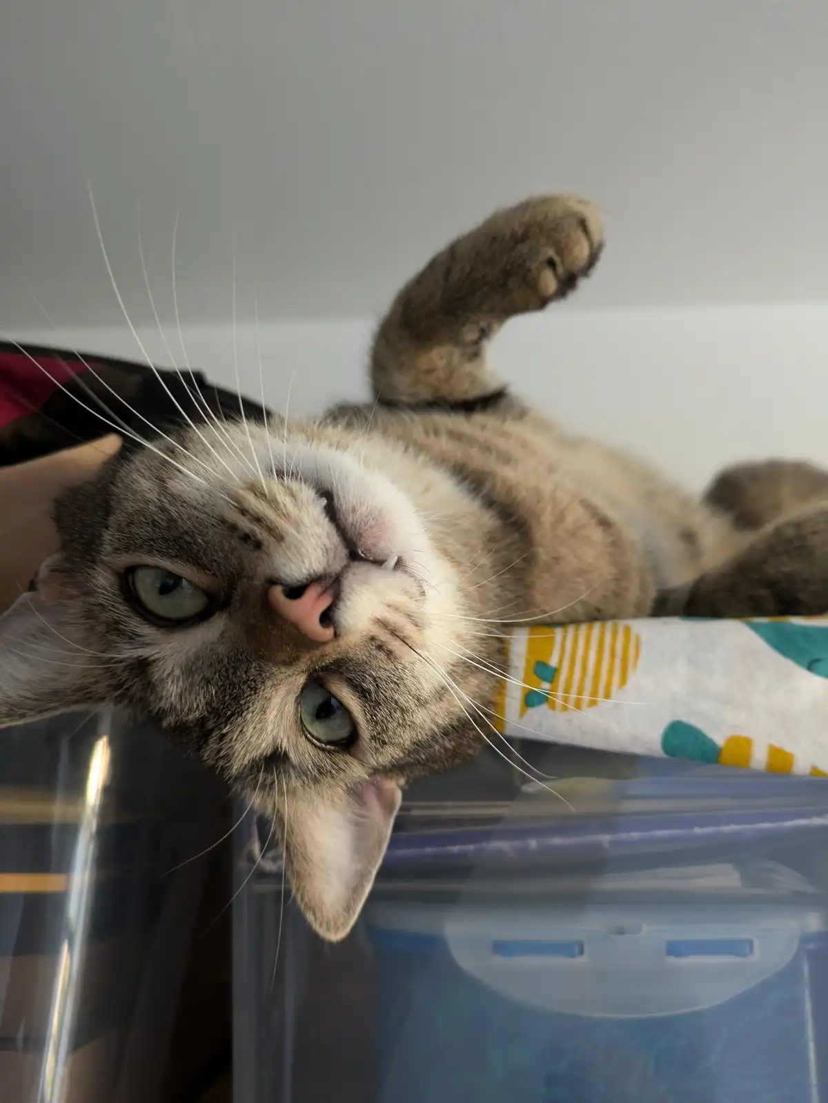A tabby cat with green eyes lies on its back on a patterned blanket, one paw raised, looking up at the camera with a…