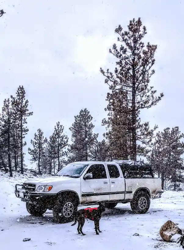 A white Toyota Tundra pickup truck is parked in a snowy forest with tall pine trees, snow falling heavily. A dark-colored…