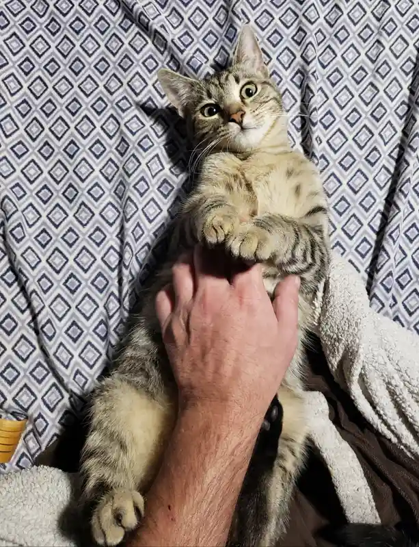 A tabby cat lies on its back on a patterned blanket, looking upward with wide, startled eyes while a human hand holds its…