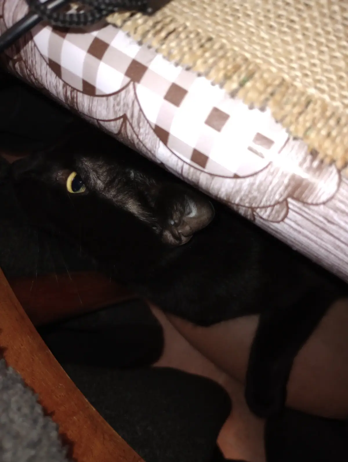 A black cat with bright yellow eyes peeks out from under a brown and white checkered fabric, looking directly at the camera…