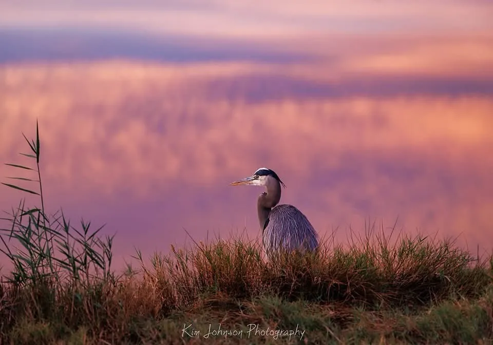 A serene photograph of a great blue heron standing in tall grass at sunset, with a soft pink and purple sky in the…