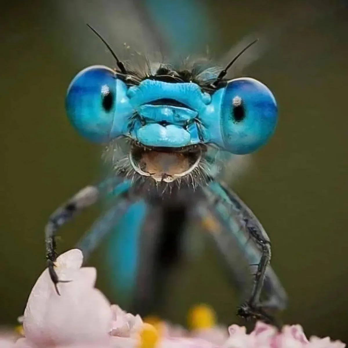 A close-up photo of a vibrant blue dragonfly perched on a pink flower, its large compound eyes and detailed facial structure…