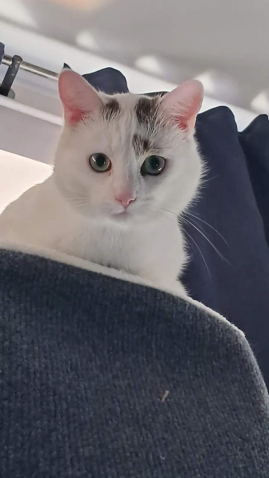 A white cat with grey patches on its forehead and green eyes peers out from behind a dark grey blanket, looking directly at…