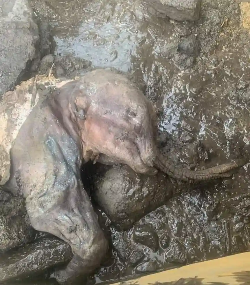 A muddy, life-sized statue of an elephant is shown partially submerged in a muddy, rocky enclosure, appearing to be resting…