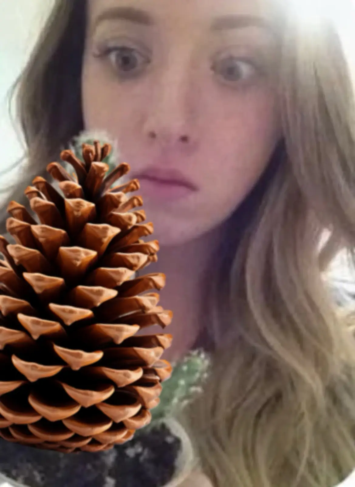 A close-up image shows a large brown pinecone in the foreground, with a woman's face blurred and out of focus in the…