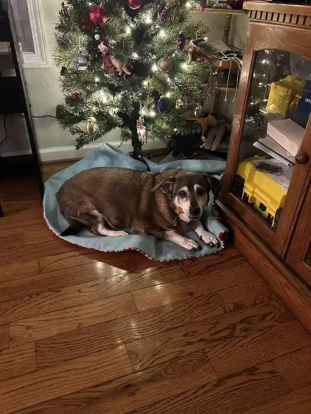 An older brown and white dog with a tired expression lies on a light blue blanket under a decorated Christmas tree with…