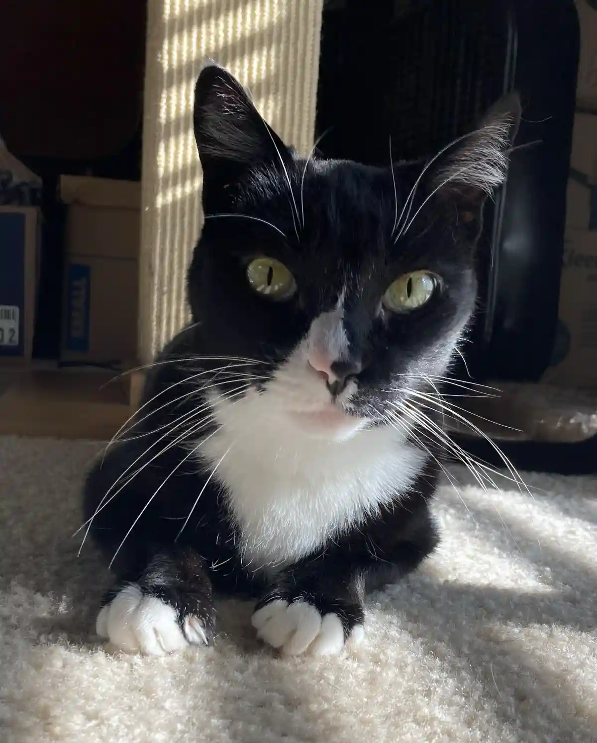 A black and white cat with green eyes sits on a beige carpet, looking directly at the camera with a calm, slightly…