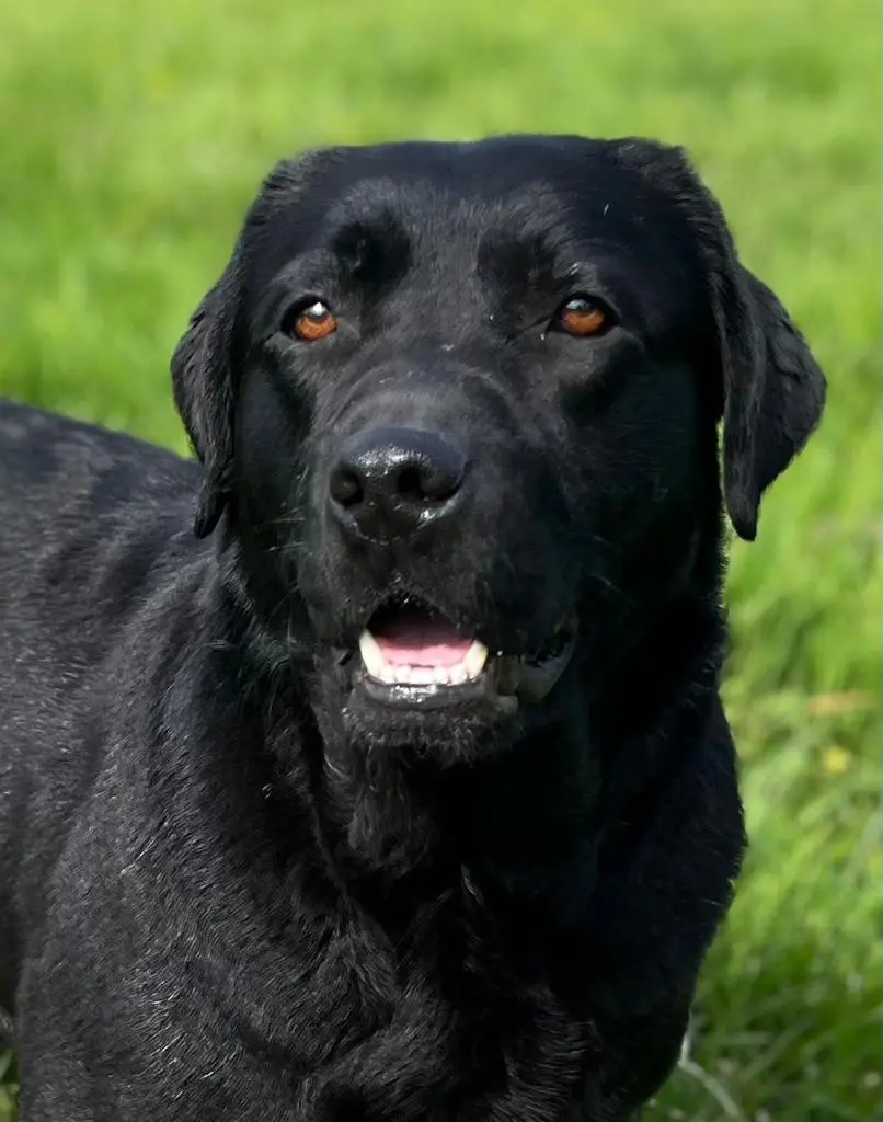 Meet Bogarie Arran Labrador: The Pup with an Attitude