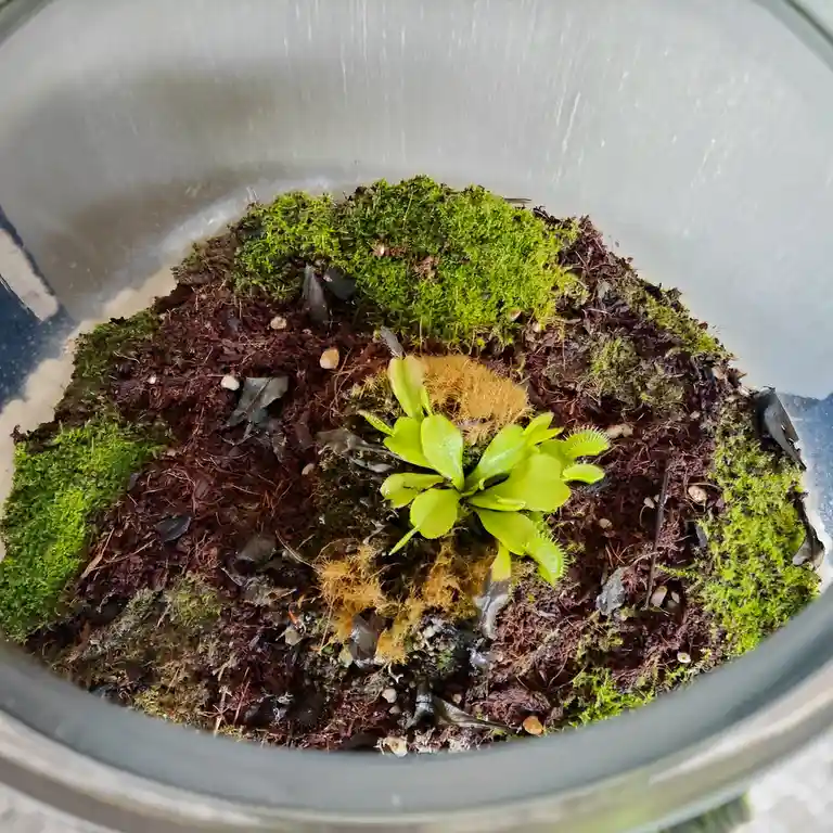 A small, bright green Venus flytrap plant is centered in a clear glass jar filled with dark soil, green moss, and some…