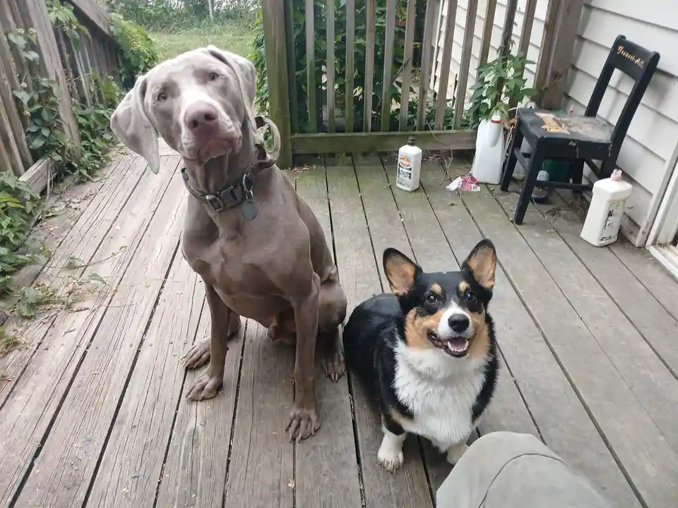 Two dogs sit on a wooden deck: a large, grey Weimaraner with a serious, slightly smug expression on the left, and a smaller…