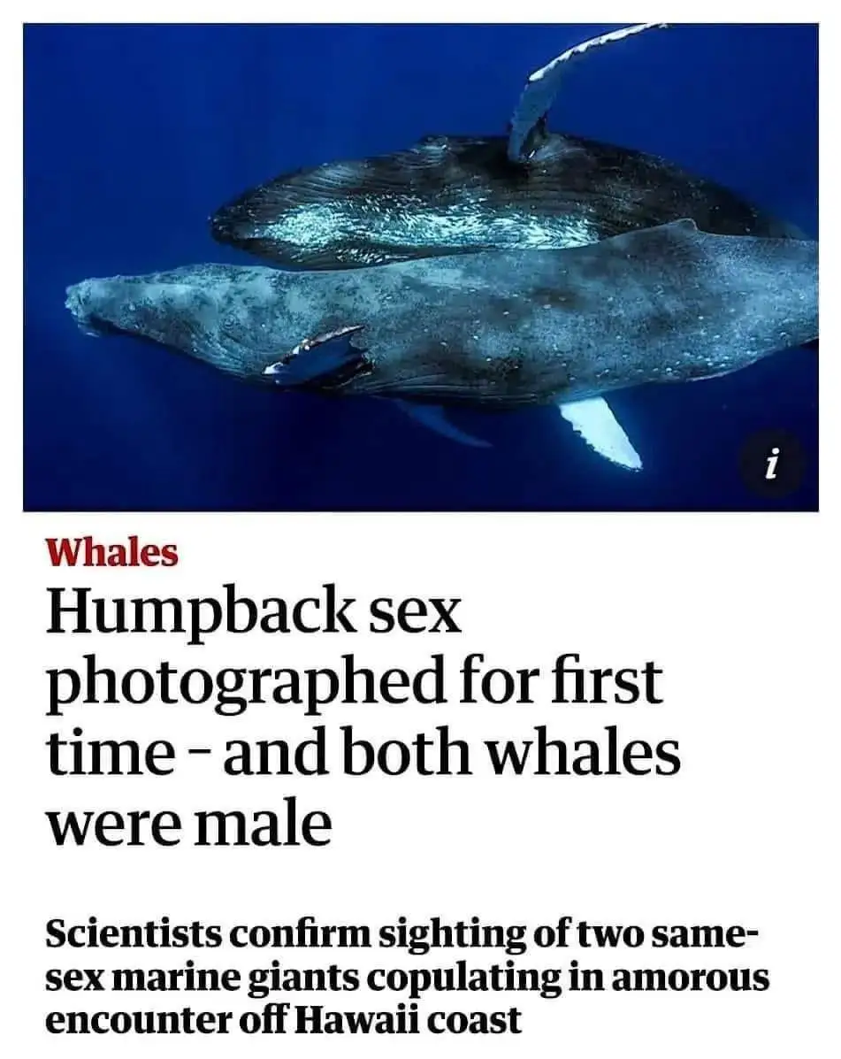 The image shows two humpback whales in close physical contact underwater, overlaid with a news-style headline that reads…