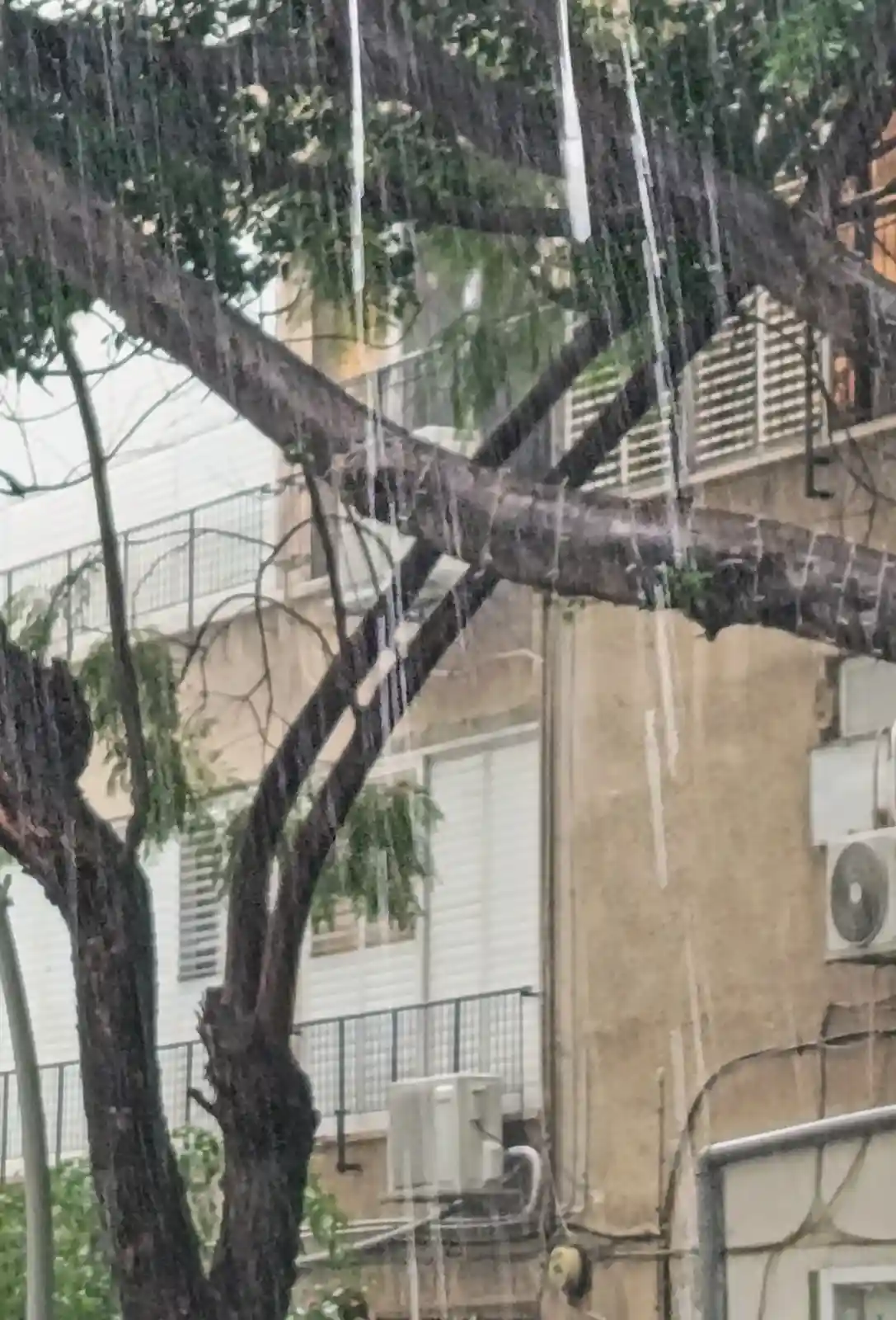 A photograph shows thick icicles hanging from tree branches in front of a residential building with balconies and air…
