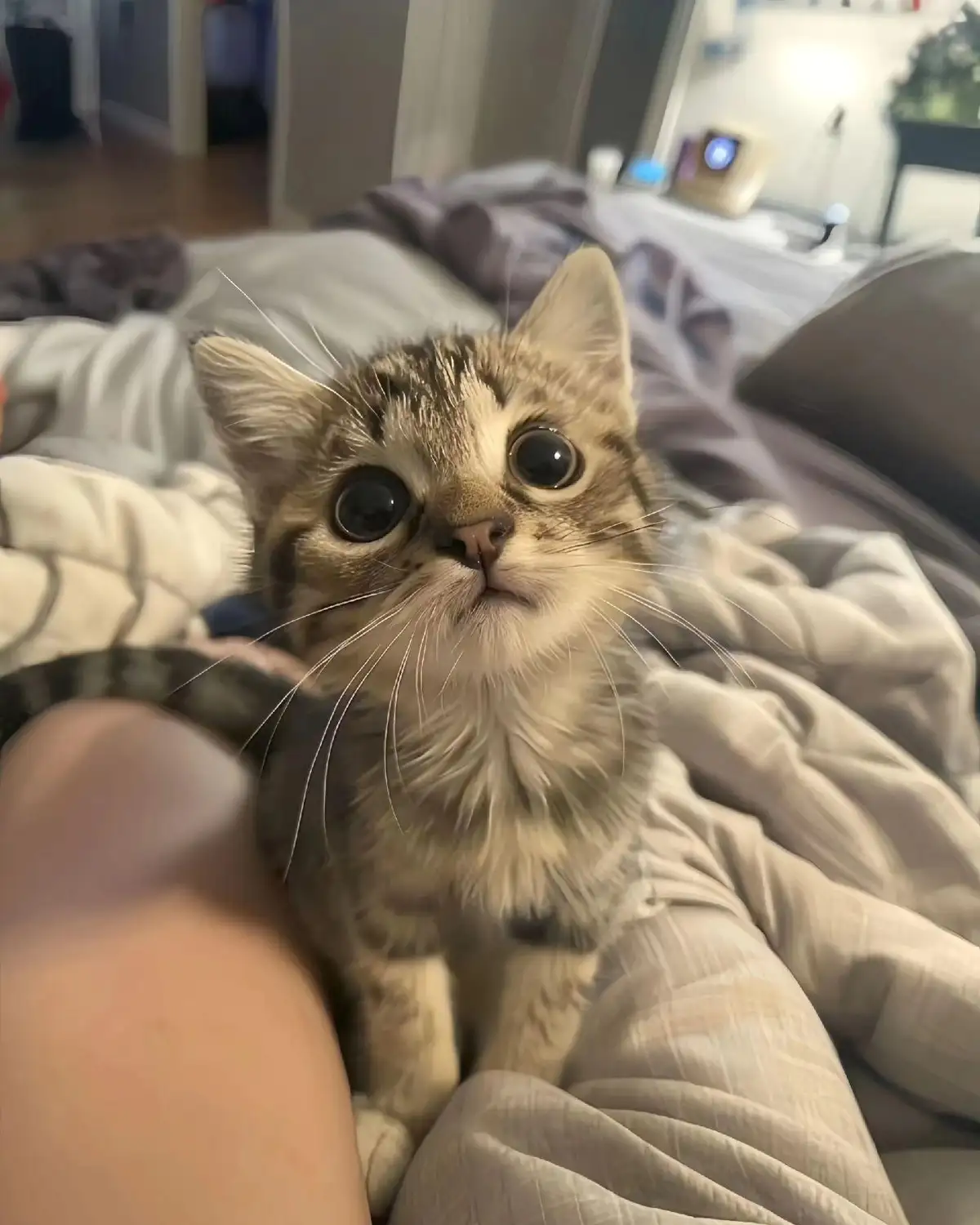 A small tabby kitten with wide, innocent eyes sits on a person's lap on a rumpled bed, looking directly at the camera with…