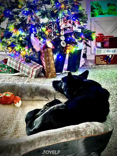 Sending Holiday Cheer to All You Filthy Animals!