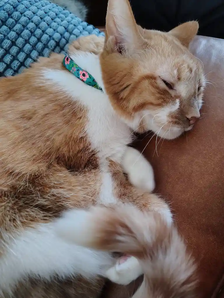 Adorable Christmas Kitty Wishes You Joy!