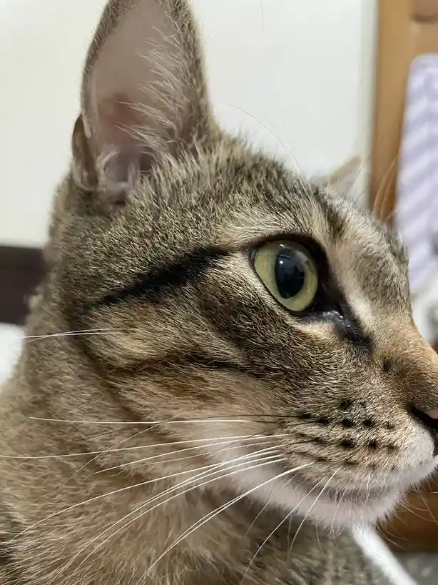 A close-up photo of a tabby cat's face, showing one eye wide open and the other eye squinted shut, with visible whiskers and…