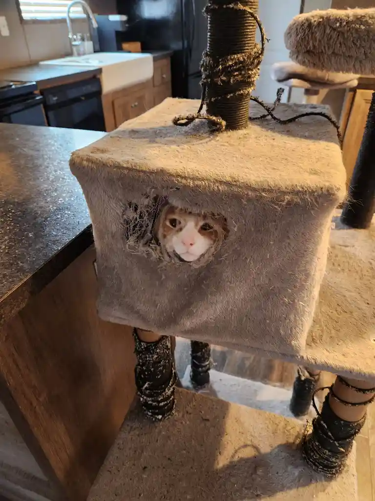 A cat with a white and orange face peeks out from a heavily chewed and torn square cat bed on a multi-level cat tree. The…