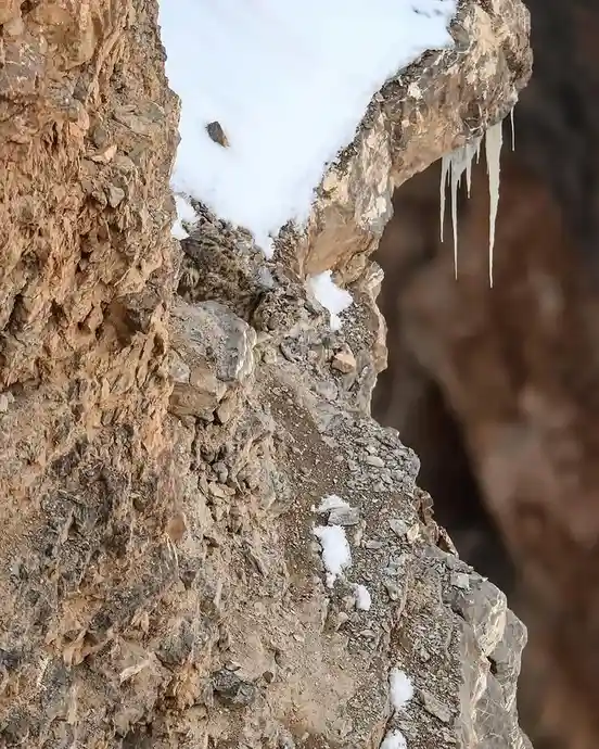 A snow leopard is camouflaged on a steep, rocky cliff face partially covered in snow and icicles. The animal is nestled…
