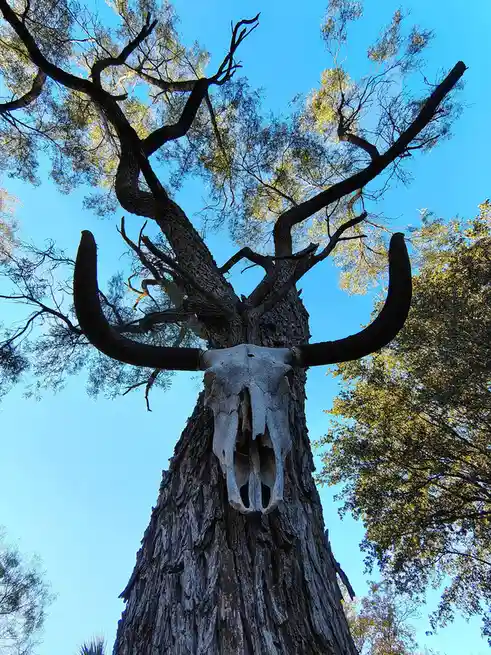 A low-angle photo shows a tree with a large, weathered animal skull mounted on its trunk, with long, curved horns extending…