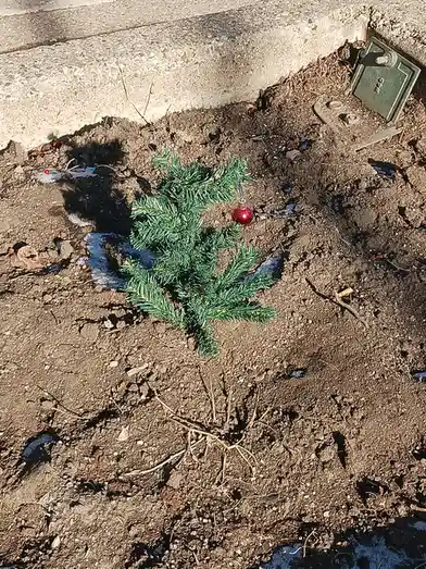 A small evergreen tree planted in bare dirt next to a concrete curb, with a single red Christmas ornament hanging from one…