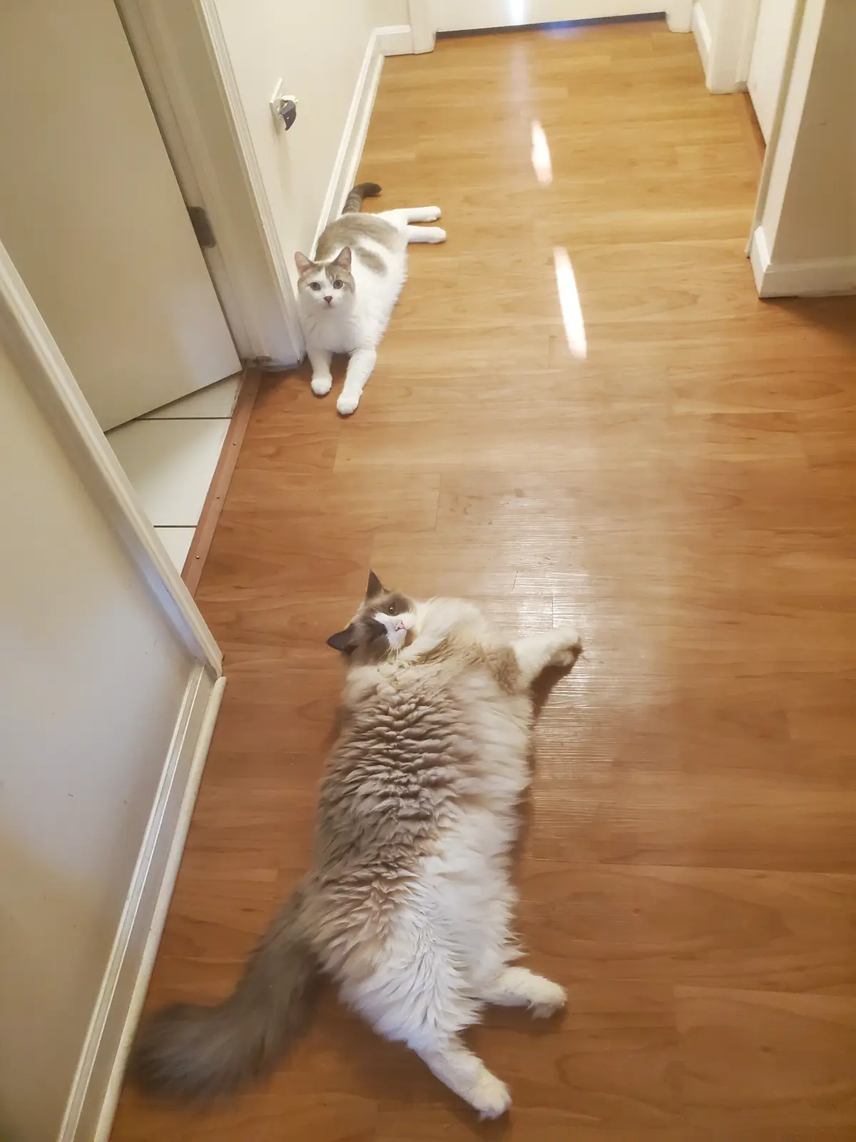 Two cats are in a hallway with hardwood floors. One fluffy cat is lying on its back in a relaxed pose, while the other cat…