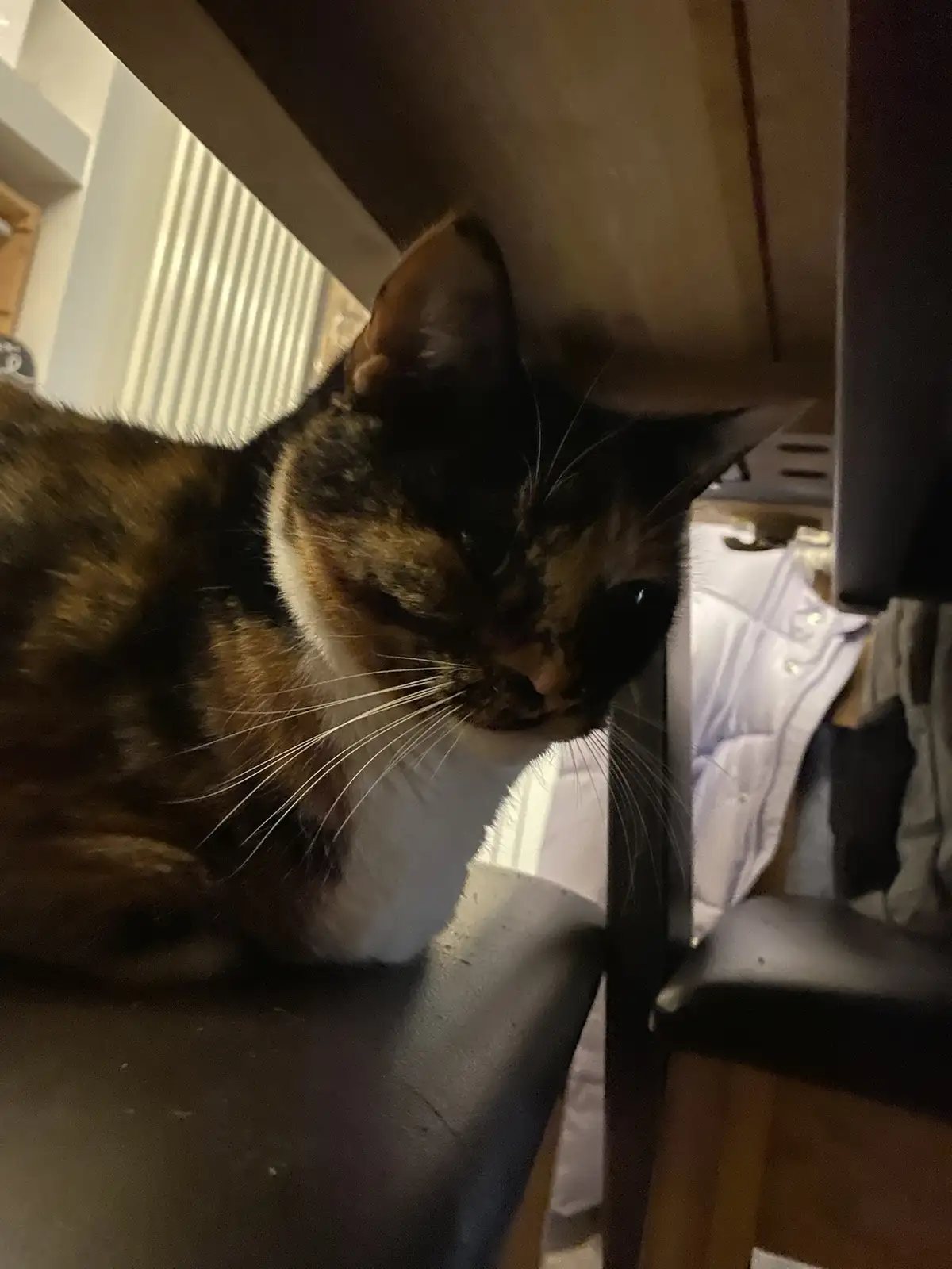 A calico cat with black, orange, and white fur is peeking out from under a piece of furniture, looking sleepy and…