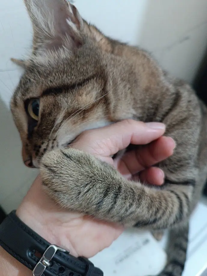 A tabby cat with brown and black stripes is being held by a person's hand, looking away with a displeased expression. The…