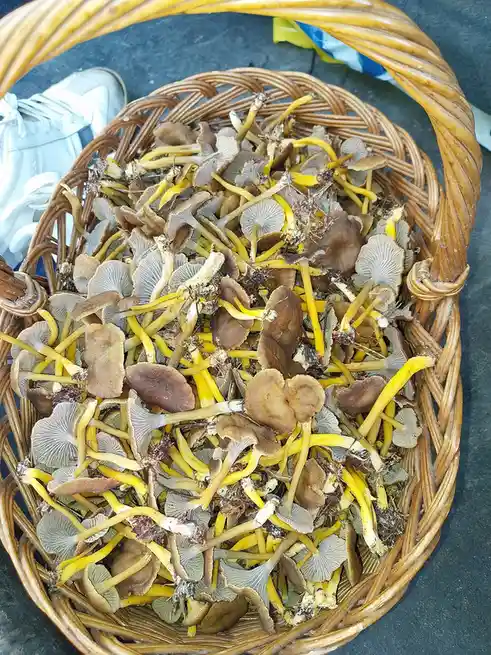 A wicker basket filled with numerous small mushrooms featuring bright yellow stems and brownish-gray caps, with a white…